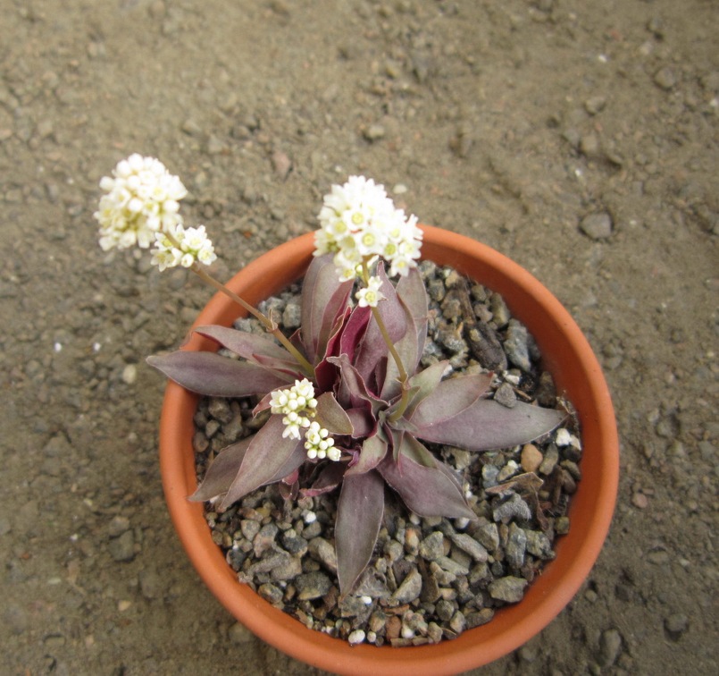 Crassula rosularis1