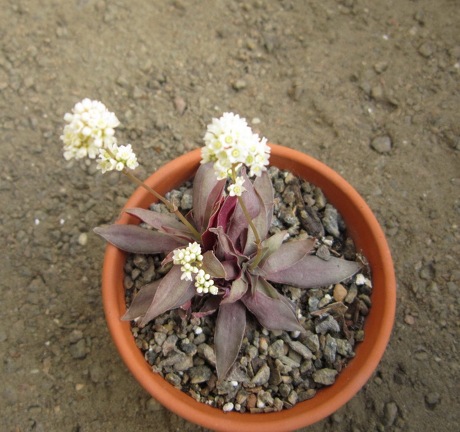 Crassula rosularis1