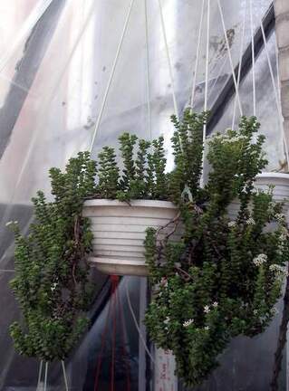 Crassula rupestris FG Iv