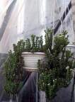 Crassula rupestris FG Iv