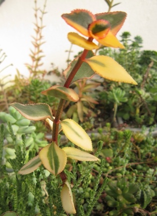 Crassula sarmentosa f  variegata1