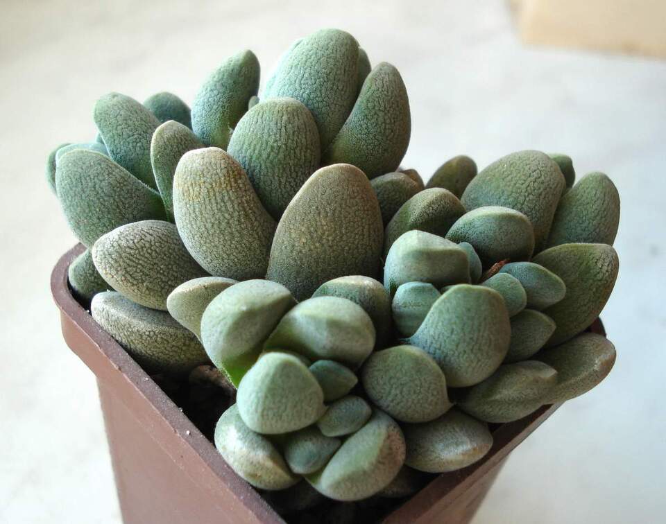 Crassula tecta Smeyko FG