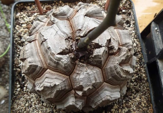 Dioscorea elephantipes Archis FG (1930 відвідувань) Dioscorea elephantipes Archis FG