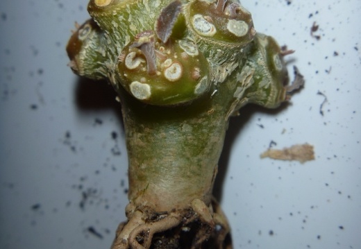 Dorstenia foetida f brevicaule Archis FG (1850 відвідувань) Dorstenia foetida f brevicaule Archis FG