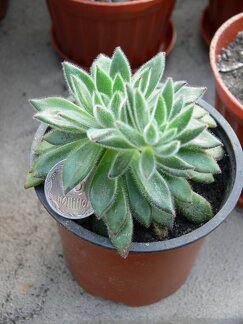 Echeveria  cv Set Oliver