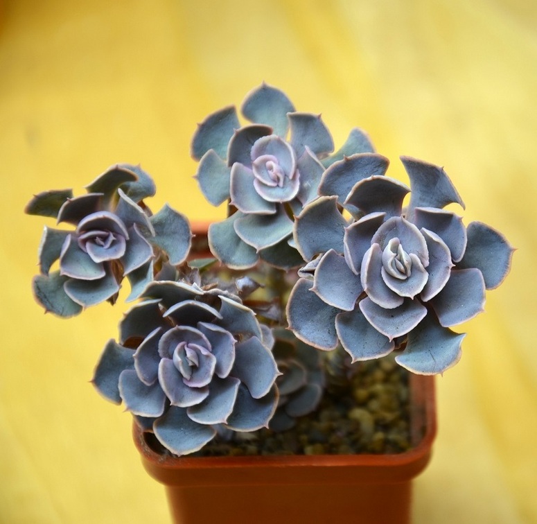 Echeveria shaviana