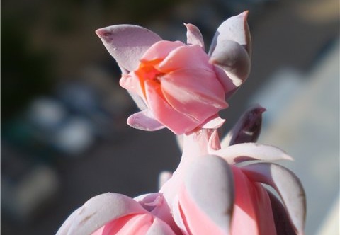 Ph Echeveria shaviana Necro (1549 відвідувань) Ph Echeveria shaviana Necro