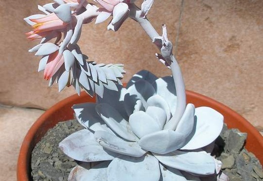 echeveria laui Ru FG (1739 відвідувань) echeveria laui Ru FG