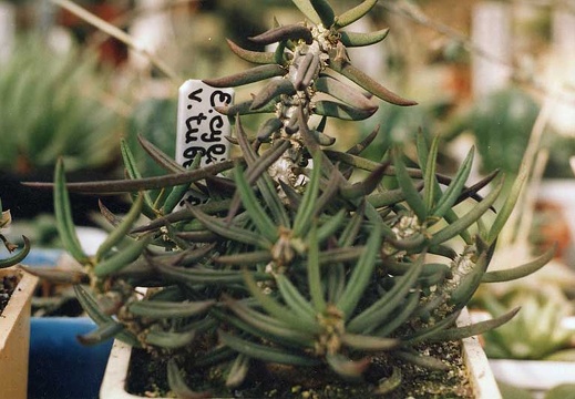 Euphorbia cylindrifolia v. tuberifera (2317 відвідувань) Фото и растение Александра и Сергея Червинко (Винница)... Euphorbia cylindrifolia v. tuberifera