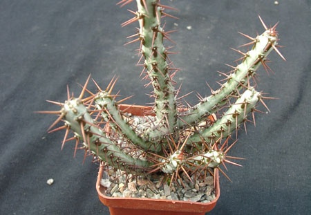 Euphorbia SP (1800 відвідувань) Euphorbia SP