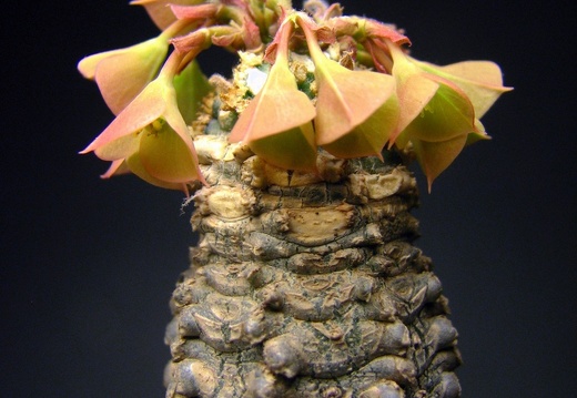 Euphorbia ankarensis (1722 відвідувань) Euphorbia ankarensis