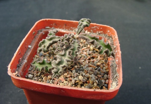 Euphorbia decaryi (2307 відвідувань) Фото и растение Александра и Сергея Червинко (Винница)... Euphorbia decaryi