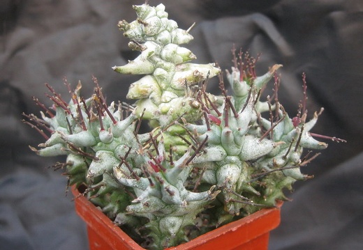 Euphorbia horrida fa monstrosa (1669 відвідувань) Euphorbia horrida fa monstrosa