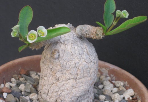 Euphorbia primulifolia var begardii (1838 відвідувань) Euphorbia primulifolia var begardii
