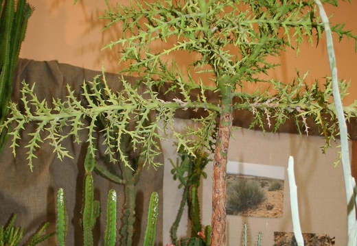 Euphorbia stenoclada