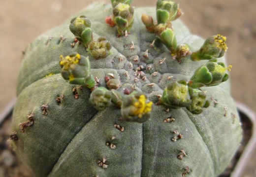 Euphorbia symmetrica