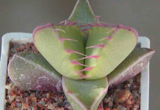 Faucaria tigrina Lynthon MG 1505.35 (2569 відвідувань) Фото и растение Натальи Эллис (Одесса)
Faucaria tigrina Lynthon MG 1505.35