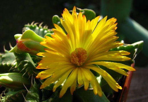 Faucaria tigrina (96 відвідувань) Faucaria tigrina