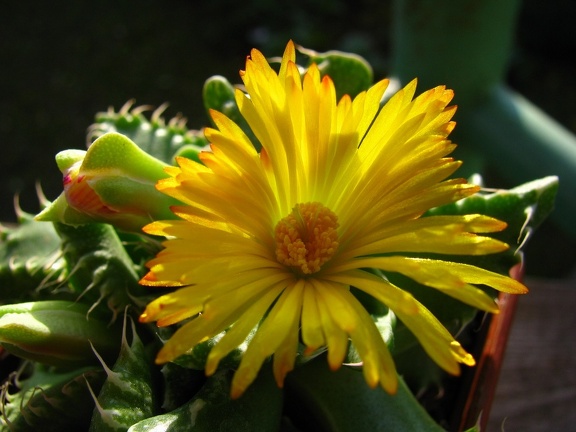 Faucaria tigrina