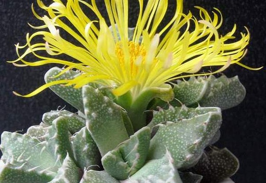 Faucaria tuberculosa1 B FG (1652 відвідувань) Faucaria tuberculosa1 B FG