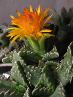 Faucaria tuberculosa3 Baschuk FG