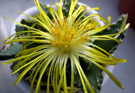 Faucaria tuberculosa B FG (1692 відвідувань) Faucaria tuberculosa B FG