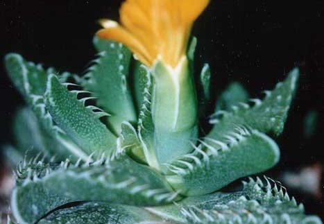 Faucaria tuberculosa (2453 відвідувань) Фото и растение Татьяны Кецко (Киев) Faucaria tuberculosa