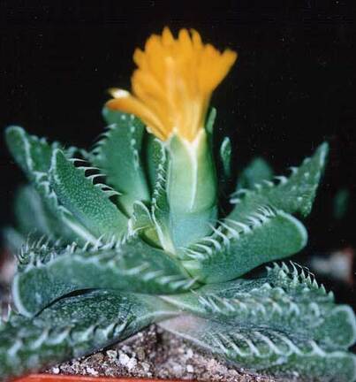 Faucaria tuberculosa
