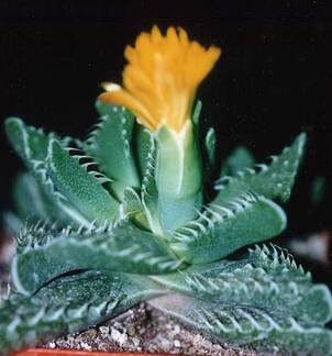 Faucaria tuberculosa