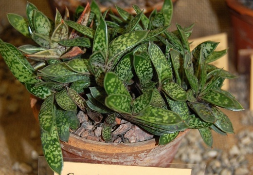 Gasteria bicolor var liliputana (1844 відвідувань) Gasteria bicolor var liliputana