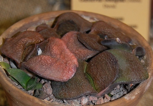 Gasteria nitida var armstrongii (1957 відвідувань) Gasteria nitida var armstrongii