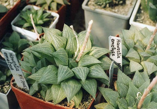 Haworthia emelyae (2336 відвідувань) Фото и растение Александра и Сергея Червинко (Винница)... Haworthia emelyae