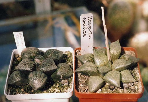 Haworthia emelyae (2536 відвідувань) Фото и растения Александра и Сергея Червинко (Винница)... Haworthia emelyae