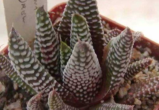 Haworthia minima (2309 відвідувань) Фото и растение Натальи Эллис (Одесса)
Haworthia minima