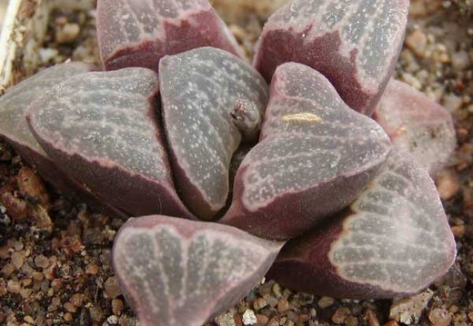 Haworthia pygmaea v. argenteo-maculosa (2496 відвідувань) Фото и растение Натальи Эллис (Одесса)
Haworthia pygmaea v. argenteo-maculosa