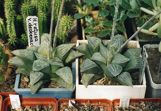 Haworthia retusa v. dekenahii (2639 відвідувань) Фото и растения Александра и Сергея Червинко (Винница)... Haworthia retusa v. dekenahii