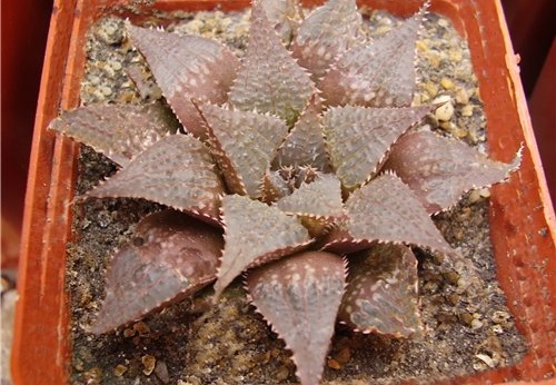 Haworthia hybr1 Gorbachev FG (1677 відвідувань) Haworthia hybr1 Gorbachev FG