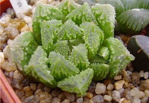 Haworthia hybr2 Gorbachev FG (1800 відвідувань) Haworthia hybr2 Gorbachev FG