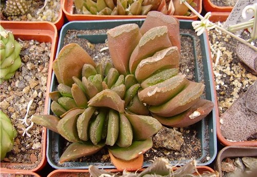 Haworthia hybr Gorbachev FG (1744 відвідувань) Haworthia hybr Gorbachev FG