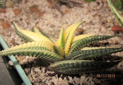 Haworthia limifolia v variegata (1793 відвідувань) Haworthia limifolia v variegata