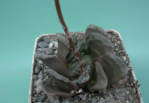 Haworthia truncata x cooperi v obtusa Rigum FG (1921 відвідувань) Haworthia truncata x cooperi v obtusa Rigum FG