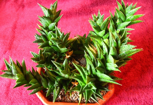 Haworthia viscosa (1586 відвідувань) Haworthia viscosa