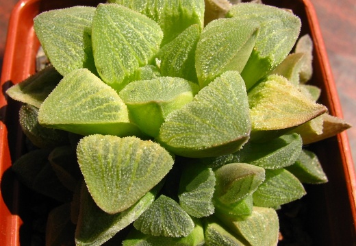 Haworthya pygmaea (1433 відвідувань) Haworthya pygmaea