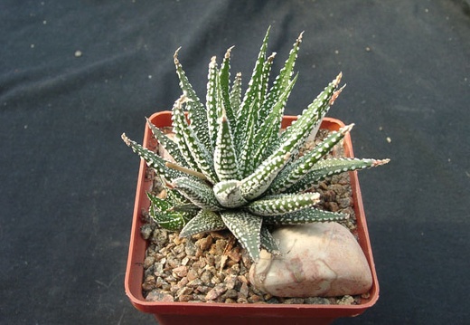 Hawortia attenvata v clariperla (1462 відвідувань) Hawortia attenvata v clariperla