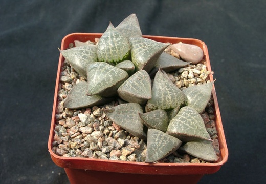 Hawortia comptoniana (1494 відвідувань) Hawortia comptoniana