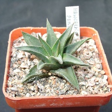 Hawortia pungens (1541 відвідувань) Hawortia pungens