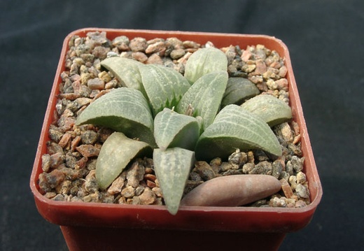 Hawortia pygmae (1496 відвідувань) Hawortia pygmae