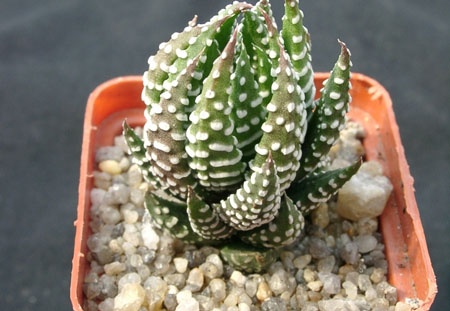 Hawortia reinwardii v pediensis (1599 відвідувань) Hawortia reinwardii v pediensis