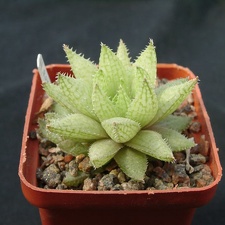Hawortia reticulata v hurlingii (1611 відвідувань) Hawortia reticulata v hurlingii