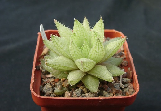 Hawortia reticulata v hurlingii (1614 відвідувань) Hawortia reticulata v hurlingii